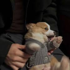 Nguyễn Thảo Nguyên avatar